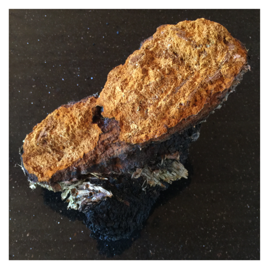 Chaga Mushroom Extract