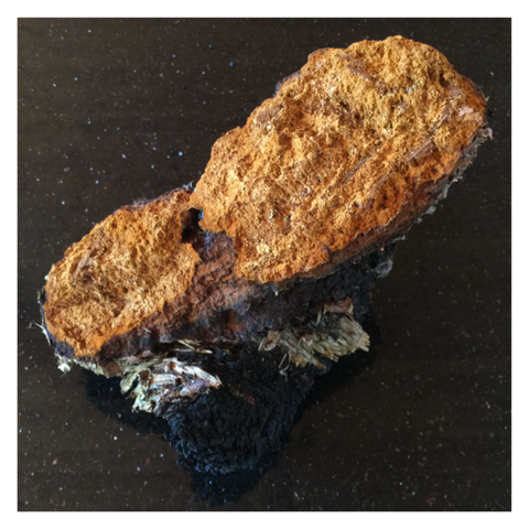 Image of Chaga Mushroom Extract