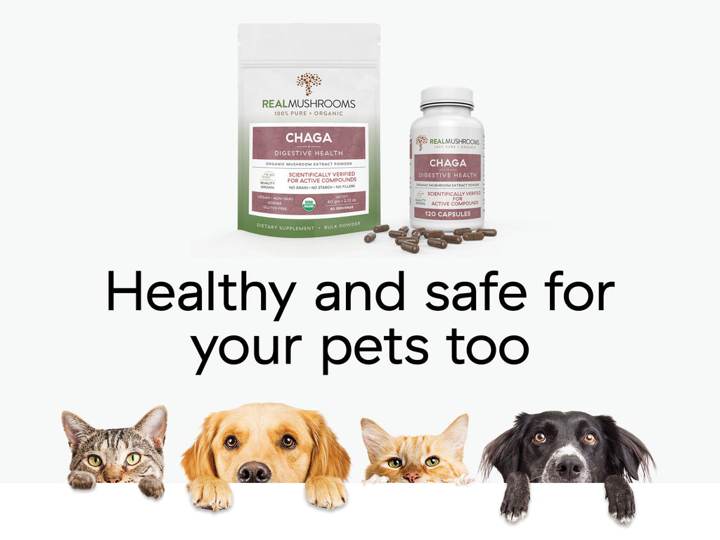 Chaga Extract - 60g Bulk Powder