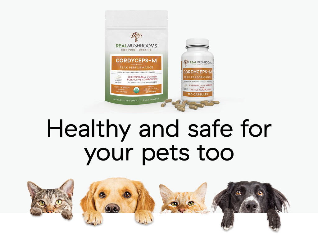 Cordyceps-M - 60g Bulk Powder