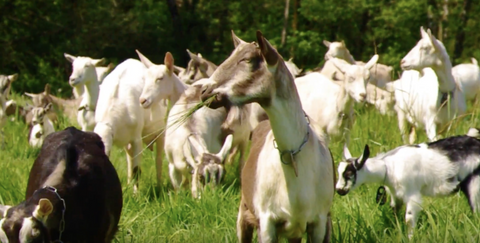 Image of Goat Ghee (A2/A2)