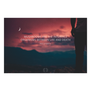 Chaga Mushroom Extract